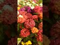 🌻 Natural Flowers||So Beautiful Flowers 😍 Tags#shorts#ytshorts#youtubeshorts