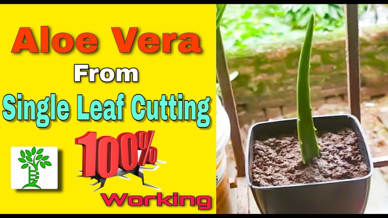 घरच्या घरी कोरफ़ड लागवड कशी करावी | How To Grow Aloe Vera From Single Leaf Cutting  | 100% Working