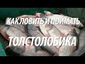 КАК ЛОВИТЬ И ПОЙМАТЬ ТОЛСТОЛОБИКА. РЫБА ТОЛСТОЛОБИК НА ТЕХНОПЛАНКТОН