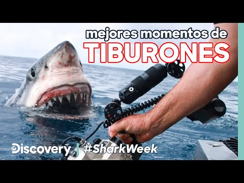 Tiburones gigantes, ataques y mordidas letales 🦈 ¡SHARK WEEK! 🦈