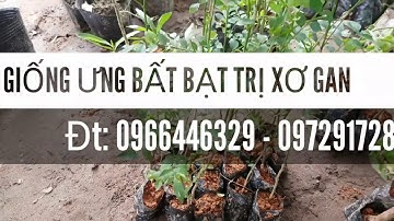 Cây giống ưng bất bạt - Ưng bất bạt chữa xơ gan