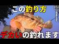 この釣り方で反応が変わる…。キジハタを釣りたい人に試して欲しい必殺アクション。