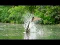 Flying Foxes Vs Freshwater Crocodile | Lands of the Monsoon | BBC Earth