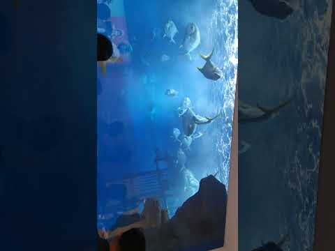 Dubai Aquarium – Underwater Zoo 🐟