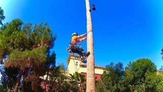 Como no subir a una palma o árbol,derribo de palmera stihl ms500i