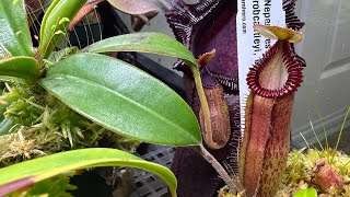 My Indoor Nepenthes Setup - March 2024