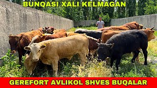 GEREFORT AVLIKOL SHVES  91-739-23-13 / 90-567-80-98 BUQALAR KELDI ARZONCHIGA