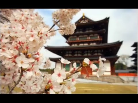 Видео: Как я научился любить ханами, японское искусство наблюдения за цветами
