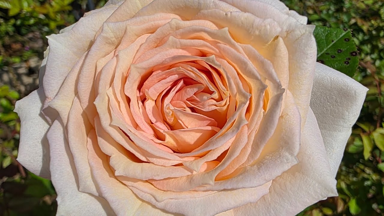 Madame Anisette rose review| A rose that wants to grow to the sky