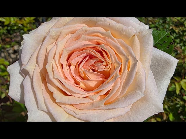 ROSE❣️ Madame Anisette rose review| A rose that wants to grow to the sky