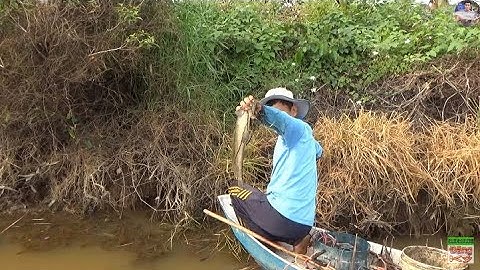 Thu hoạch nhiều cá lóc ở ruộng lúa | Catch fish in vietnam