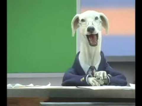 talking-indian-greyhound-dog-(answering-machine-message)-(1)