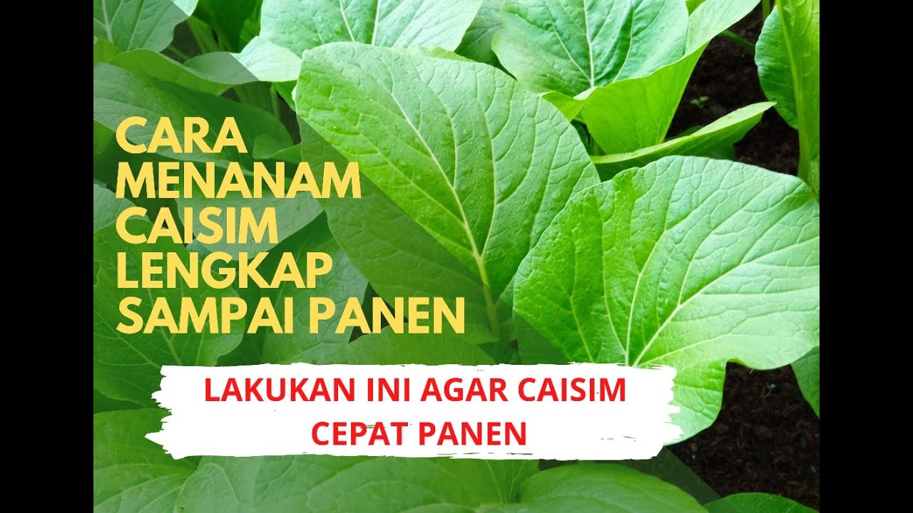 CARA MENANAM CAISIM DARI PINDAH TANAM SAMPAI PANEN LENGKAP YouTube