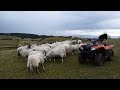 Farming life episode 91: Feeding sheep on the new quad bike