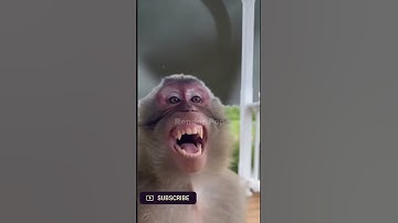 The funny monkey flew away | viral shorts