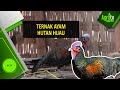 BETERNAK AYAM HUTAN HIJAU