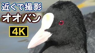 【4K】元気なオオバンと近くで会えました　I took a close-up of the lively Eurasian Coots【 Nussie Village / ぬっしー村 】