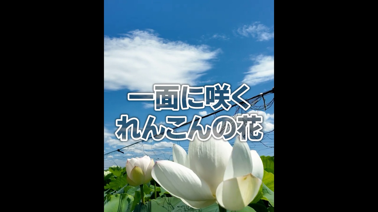 今だけの景色！れんこんの花が一面に咲いています！ - YouTube