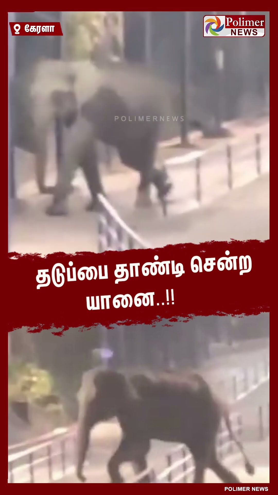 நீலி மலை பாதையில் வலம் வந்த காட்டு யானை..!  #shorts | #elephant