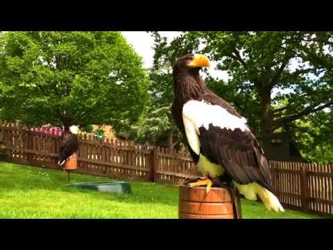 Falconry centre behind the scenes