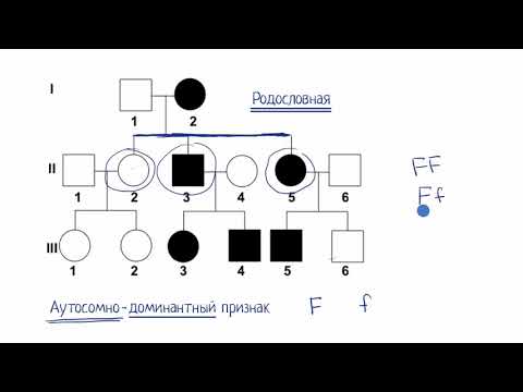 Родословная (видео 9) | Классическая генетика