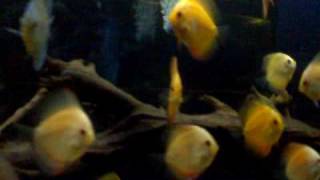 Discus tank by vik datta 209 views 14 years ago 39 seconds