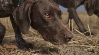 Update! Huck has a new home, leaves his younger brother Nitro! Big, smart, 8 mo. old ready to train!