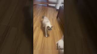Funniest animal moments 2023 ? FunnyAnimals CutePets LaughOutLoud