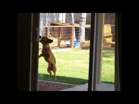 Determined Dog Opens Sliding Door