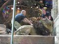 Lion attacks zoo keeper  lucky escape for the guy furious attacklionzoowildanimals wild life