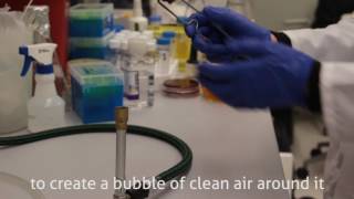 How to make sterile BHI (Brain Heart Infusion)