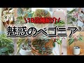 【PLANT TOUR】ベゴニアのみ・18品種紹介【2022年・秋のベゴニア特集＃2】