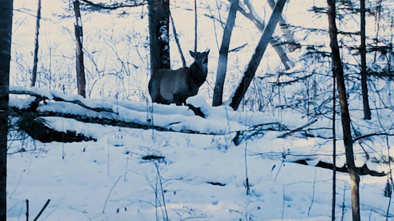 ЕГО НА МОИХ ГЛАЗАХ ЗАГНАЛИ ВОЛКИ, И ОН ПРИШЕЛ КО МНЕ В ТАЙГЕ. А ВЫ БЫ СМОГЛИ ВЫСТРЕЛИТЬ?