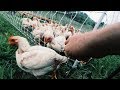 Chickens Charge Electric Fence (No Matter What)