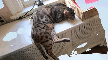 Autodesk 123D Catch test with Kimmy the Bengal cat