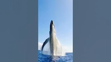 شاهد اكبر سمكه قرش 