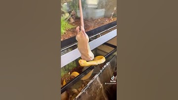 Reticulated python feeding hands only #fyp #shorts #snakelover #dslatereptiles