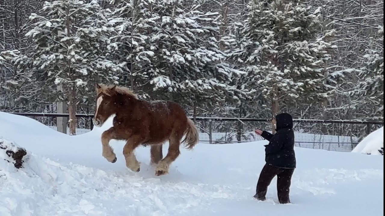 Жеребята Тяжеловозы Астрахань 