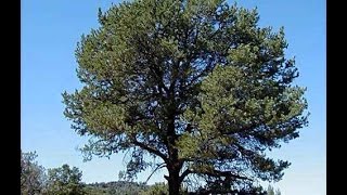 Pinyon Pine Pinus Edulis