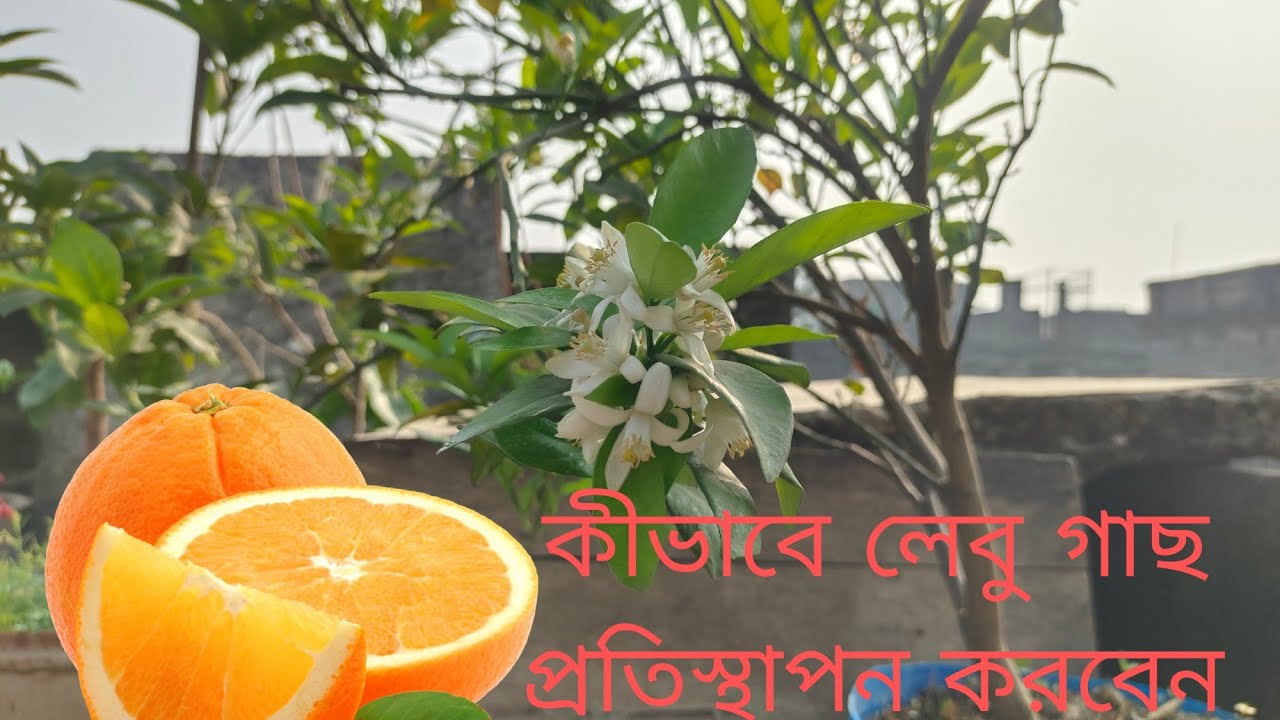 how to repot lemon/citrus/dekopon to get tons of fruit কীভাবে একটি