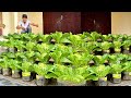 Growing Chinese Cabbage Quick Harvest, No Pests Or Diseases, Great Tips Not Ignore