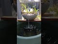 my summer guppy pond is in the start up! #fishpond #guppy #fish #diypond #diy #biofilter