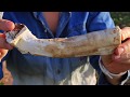 How to Harvest & Prepare Horseradish - plus it's benefits! (Do you know how incredible it is?)