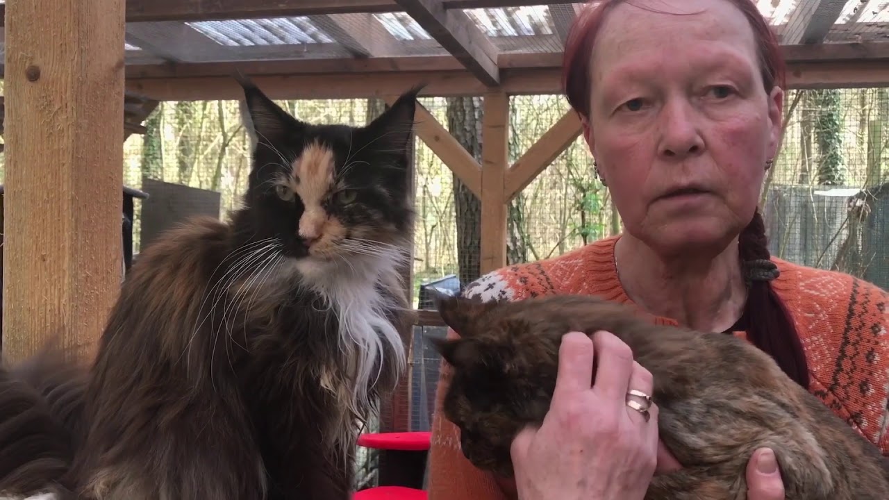 Verwahrloste Tiere Waldtierheim Kümmert Sich Noch Um Zehn