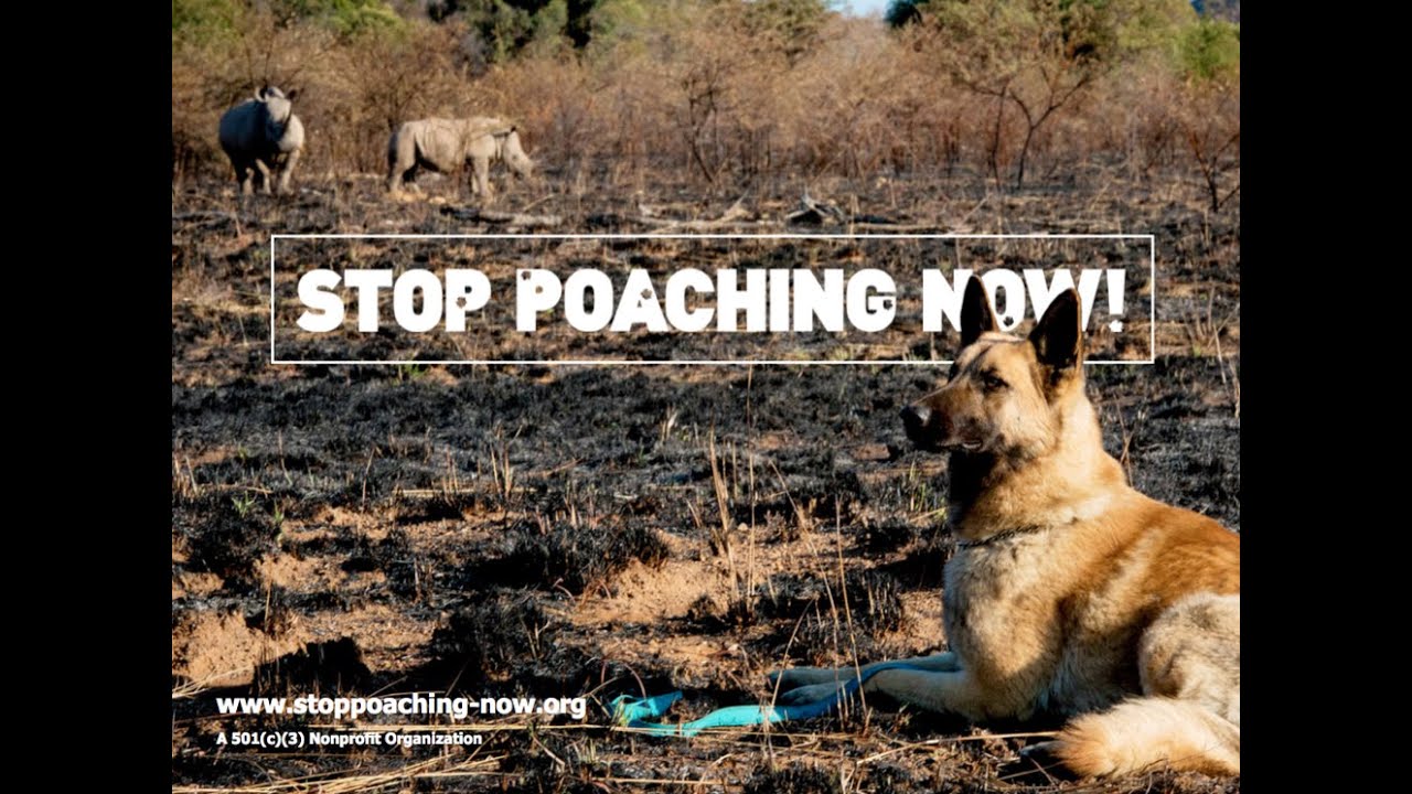STOP POACHING NOW! Indiegogo Campaign