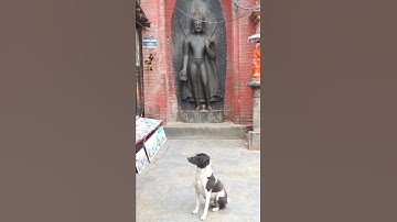 Thumbnail of poor dog sitting infront of buddha statue 😢 😕 😞 #shorts