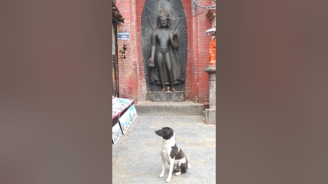 poor dog sitting infront of buddha statue 😢 😕 😞 #shorts