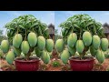 Unique Technique: Grafting Mango Tree Cutting Faster With Aloe Vera,a great way to graft mango tree