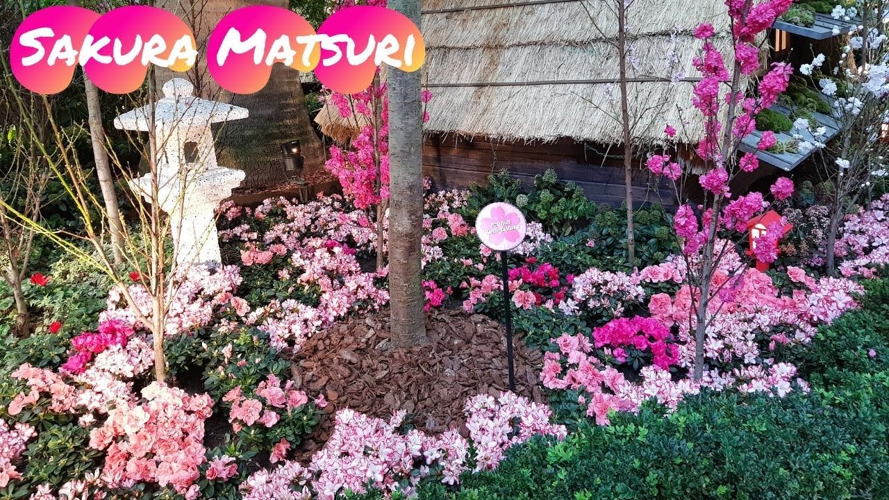 The Most Beautiful Cherry Blossom in the World Gardens by the Bay