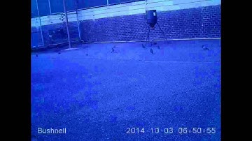 Pigeon flock reduction with Ovo control - See the flock reduction overtime - Time lapse